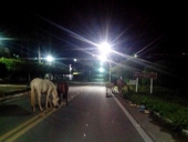acidente_pedra_dois-2