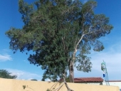 arvore_queda5