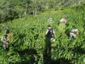 droga_na_serra-10