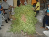 droga_na_serra-19