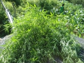 droga_na_serra-5