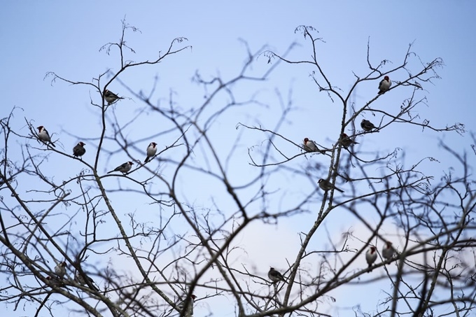 fpi_soltura_animais_2018 (6) fpi_soltura_animais_2018 (6)