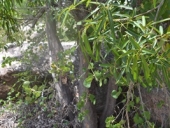 passeio_cachoeiras-4