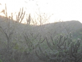 seca_al-9