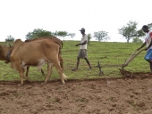 agricultor_arando_terra