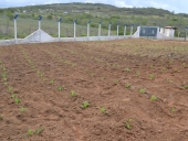 terra_brotando