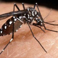 Ministério Público entra com ação contra prefeita de Cruzeiro (SP) por aumento de 1.200% nos casos de dengue Ministério Público entra com ação contra prefeita de Cruzeiro (SP) por aumento de 1.200% nos casos de dengue