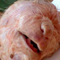 No Ceará, cabra nasce com rosto “humano” No Ceará, cabra nasce com rosto “humano”