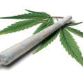 Juiz julga inconstitucional proibição da maconha e absolve traficante Juiz julga inconstitucional proibição da maconha e absolve traficante