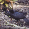Novo parque abrigará Mutum-de-Alagoas e outras espécies de aves