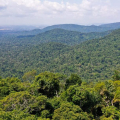 Ibama cria plataforma para acompanhar recuperação ambiental