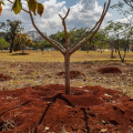 Brasil perdeu 16% de vegetação herbácea e arbustiva em 38 anos