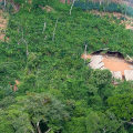 Desmatamento em áreas protegidas da Amazônia cai 73% em 2023