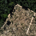 Artigo aponta necessidade de medidas urgentes para preservar Amazônia