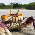 Segunda fase do período de defeso do caranguejo-uçá começa neste sábado (10)