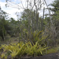 No dia da Caatinga, IMA alerta para a importância da preservação do bioma