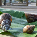 Sesau orienta população sobre controle de caramujos africanos