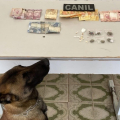 Abordagem com cão da PM em Arapiraca resulta em prisão por tráfico de drogas